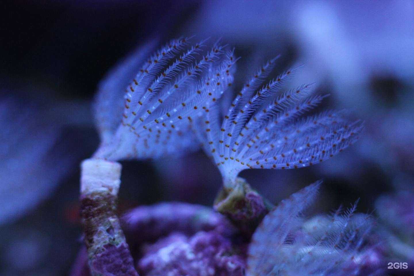 Отзывы на компанию Аквариумная студия в г. Тверь c фото