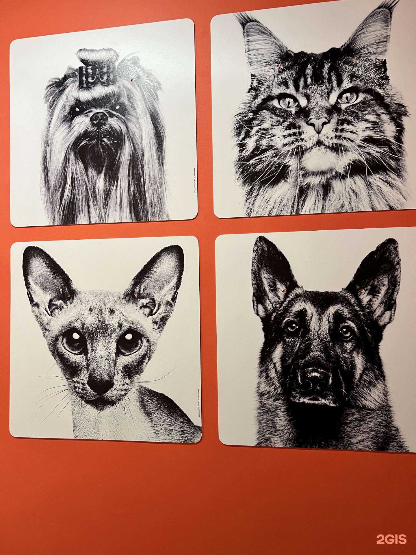 Отзывы на компанию Хвостатый друг в Краснодаре c фото