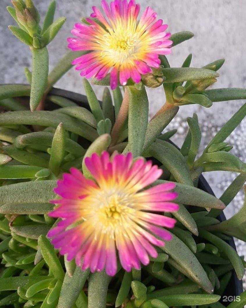 Отзывы на компанию Park House в Махачкале c фото