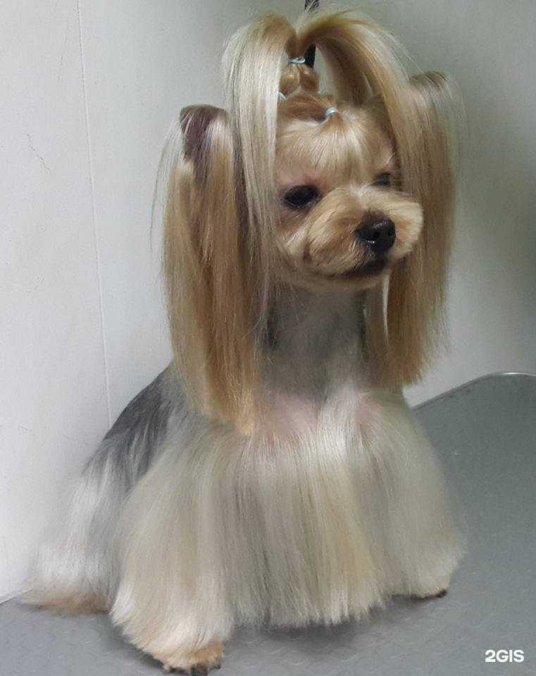 Отзывы на компанию Dog & cat в Челябинске c фото