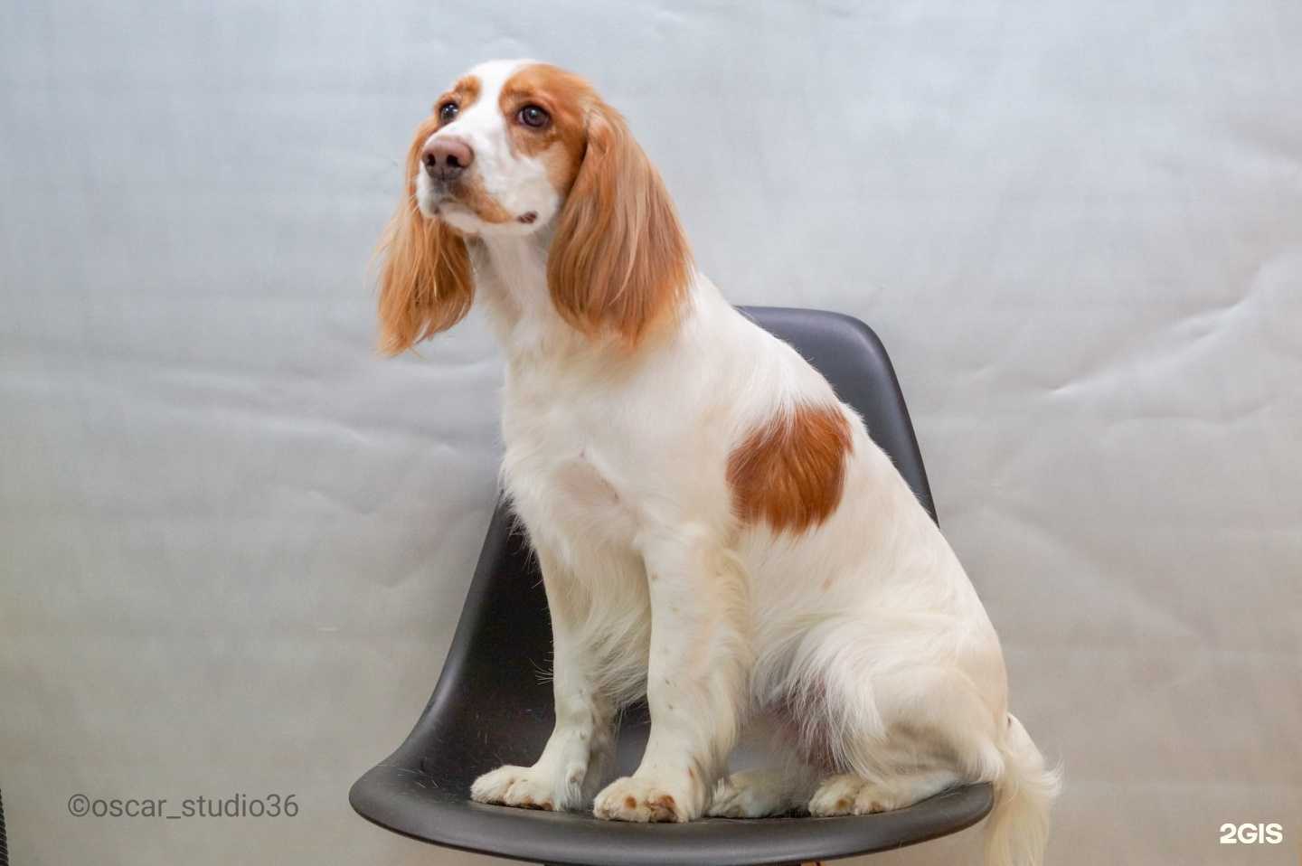 Отзывы на компанию Oscar в г. Воронеж c фото