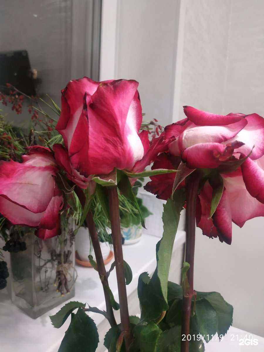 Отзывы на компанию Цветы-сад в Перми c фото