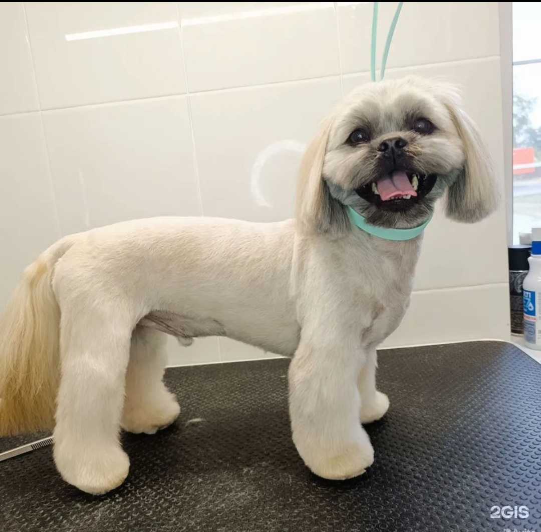 Отзывы на компанию Груминг 360 в г. Старый Оскол c фото