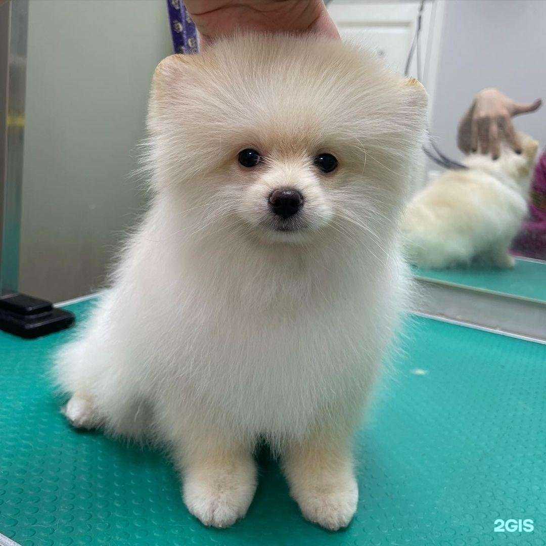 Отзывы на компанию Bonni groom в Одинцове c фото