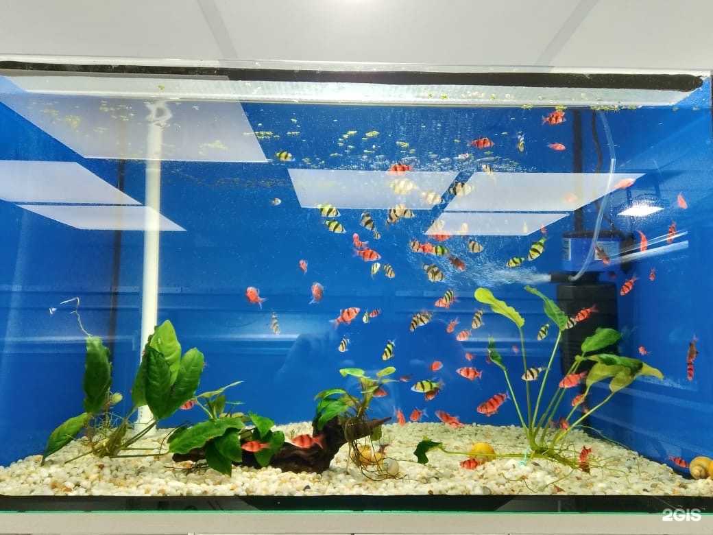 Отзывы на компанию Зоомагазин Аква мир в Нижневартовске c фото