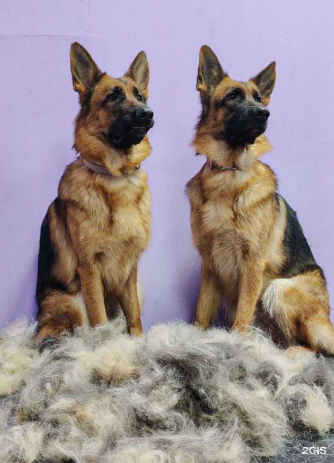 Отзывы на компанию ГрумЛайн в г. Челябинск c фото