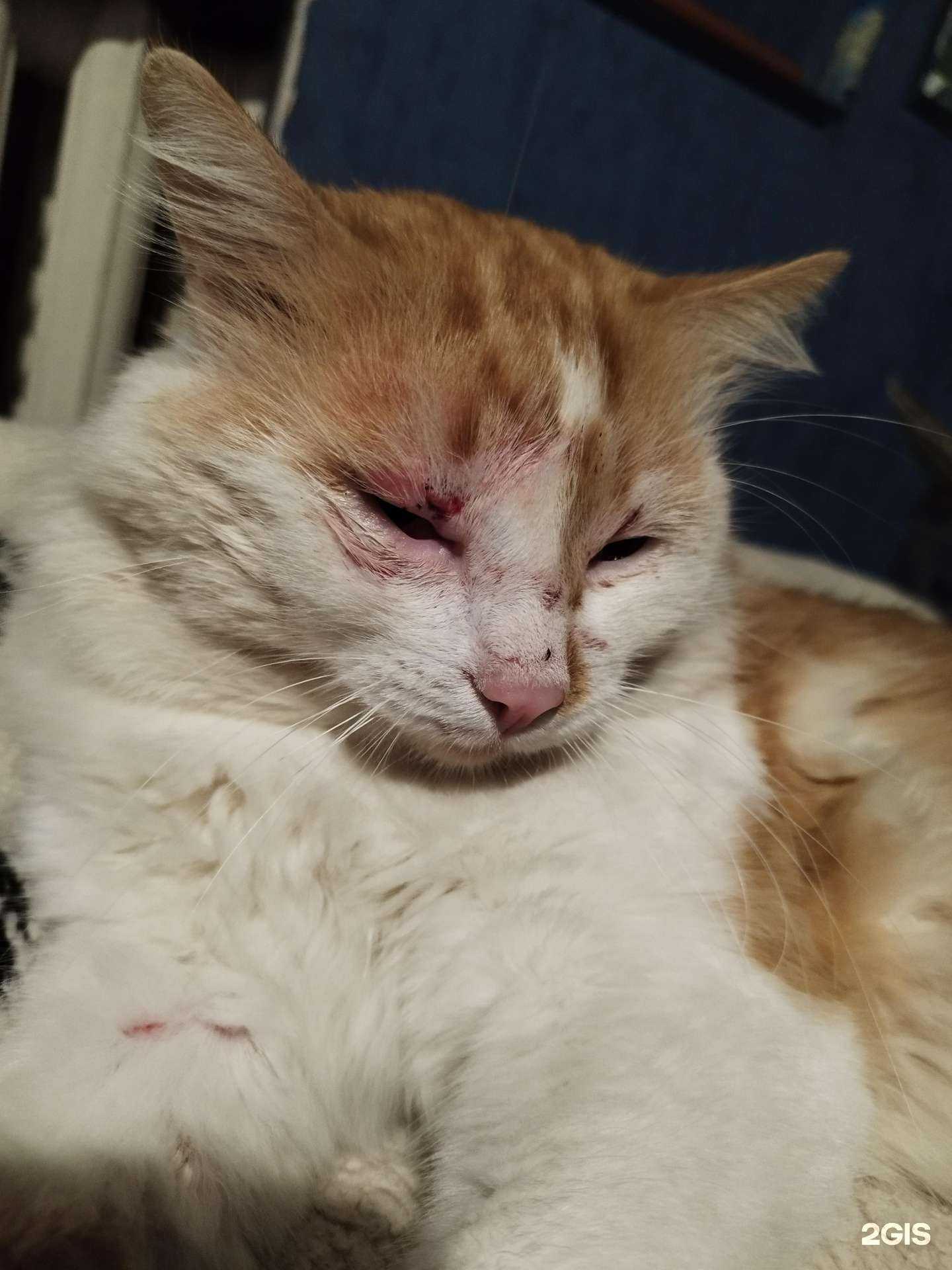 Отзывы на компанию Барсик в Краснодаре c фото