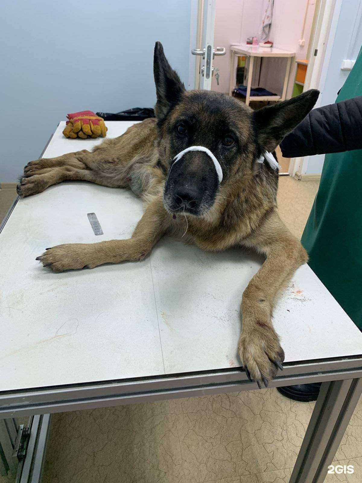 Отзывы на компанию Артемида в Владимире c фото