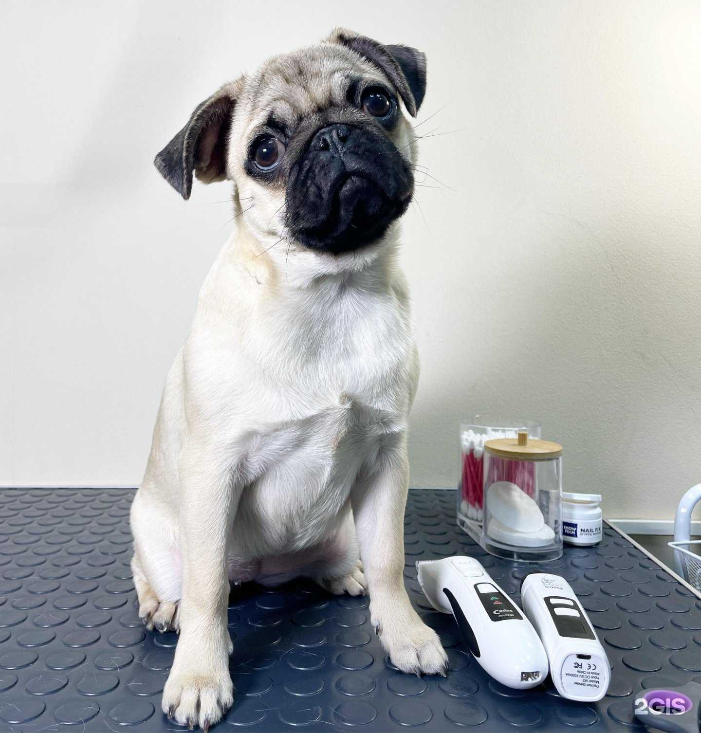 Отзывы на компанию Пушистый Бро в Нижнем Новгороде c фото