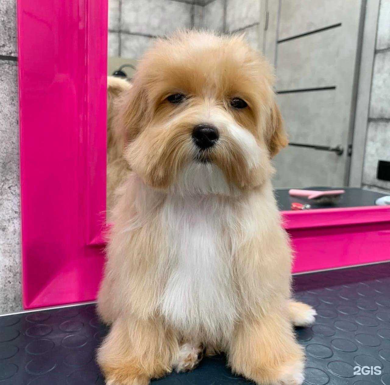 Отзывы на компанию 4етыре лапы в г. Новороссийск c фото