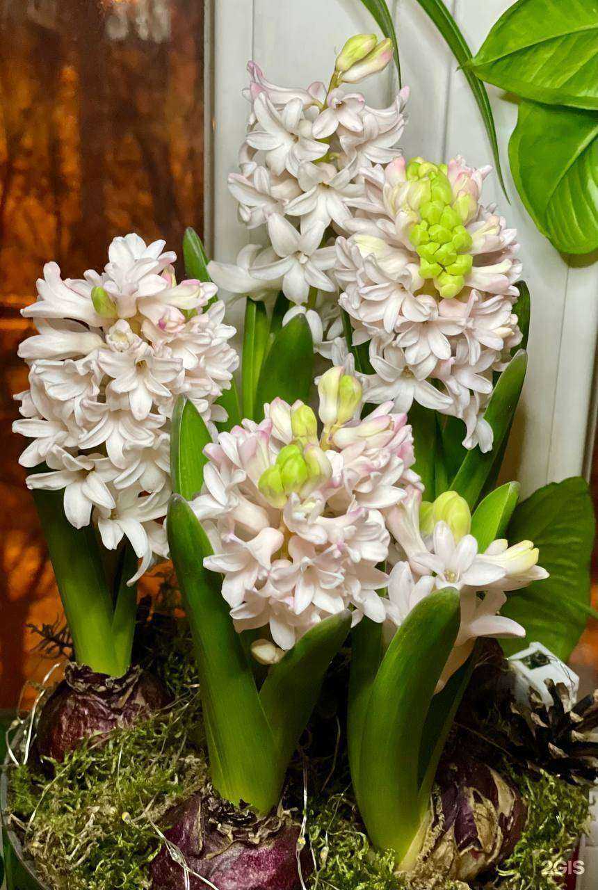 Отзывы на компанию Fiorellino в г. Красноярск c фото