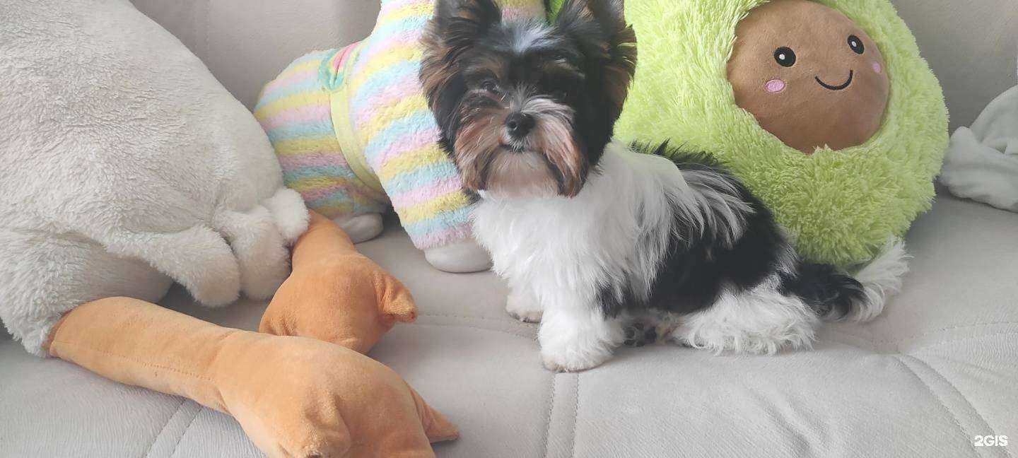 Отзывы на компанию Леди и бродяга в Волгограде c фото