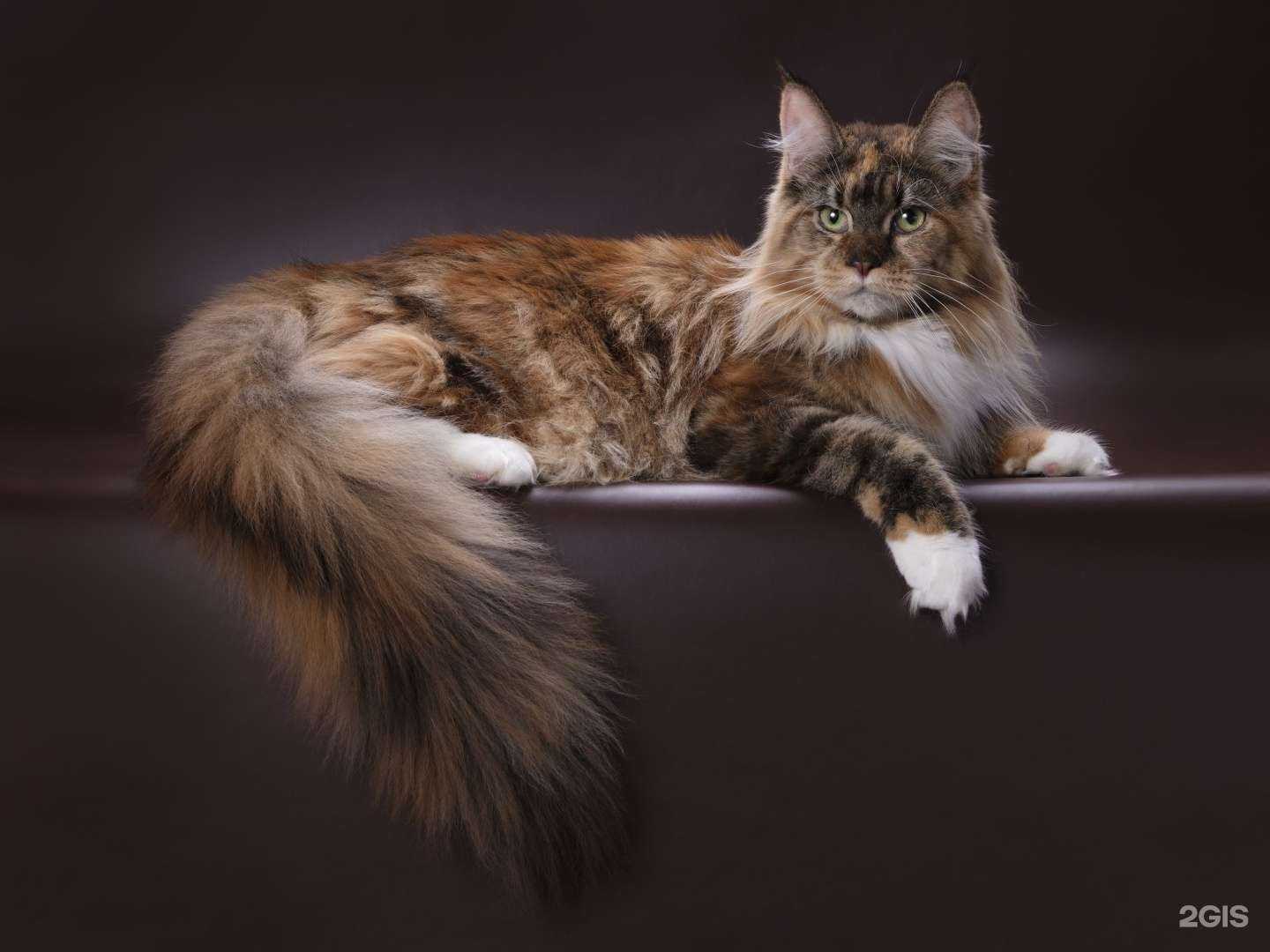 Отзывы на компанию Alisa-best в г. Рязань c фото