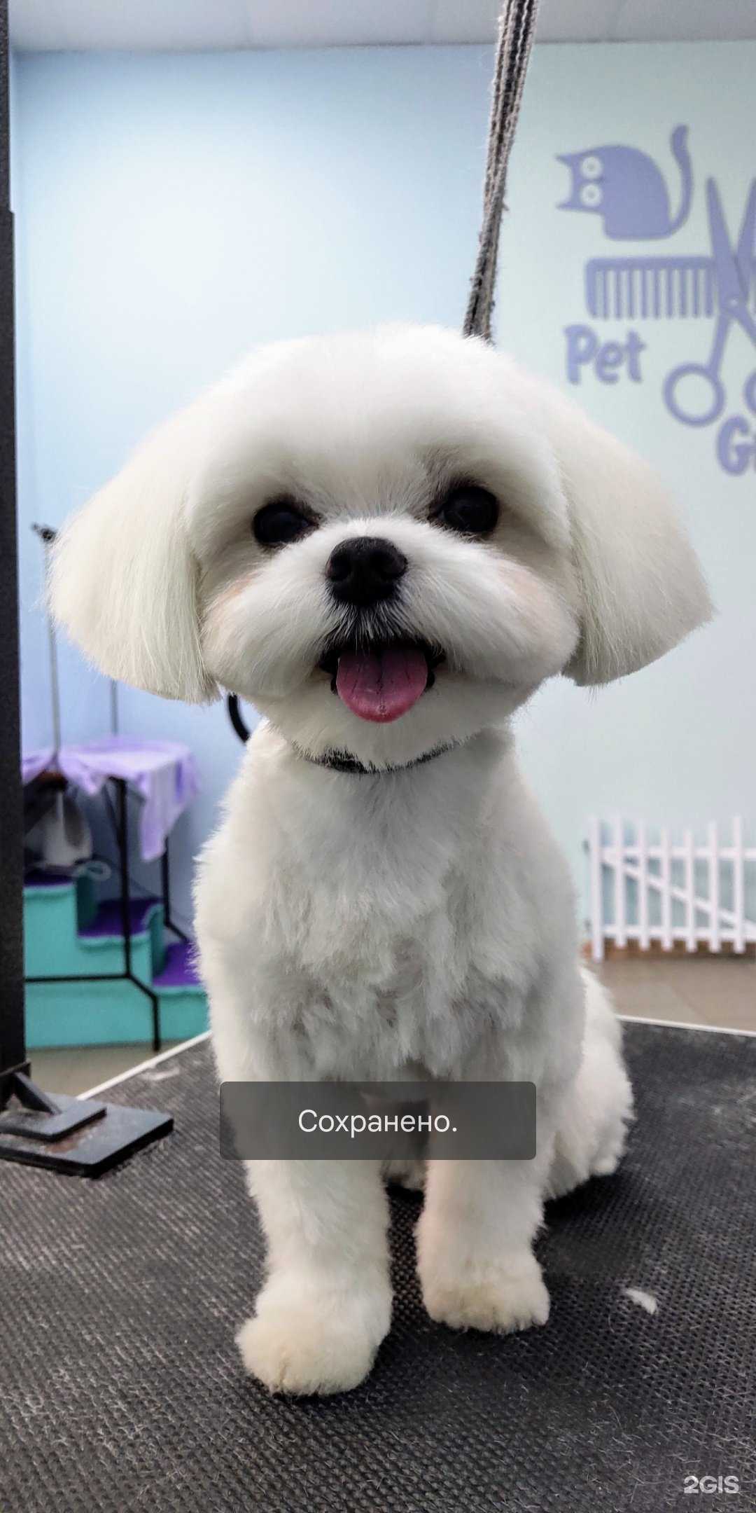 Отзывы на компанию My happy pets в Энгельсе c фото