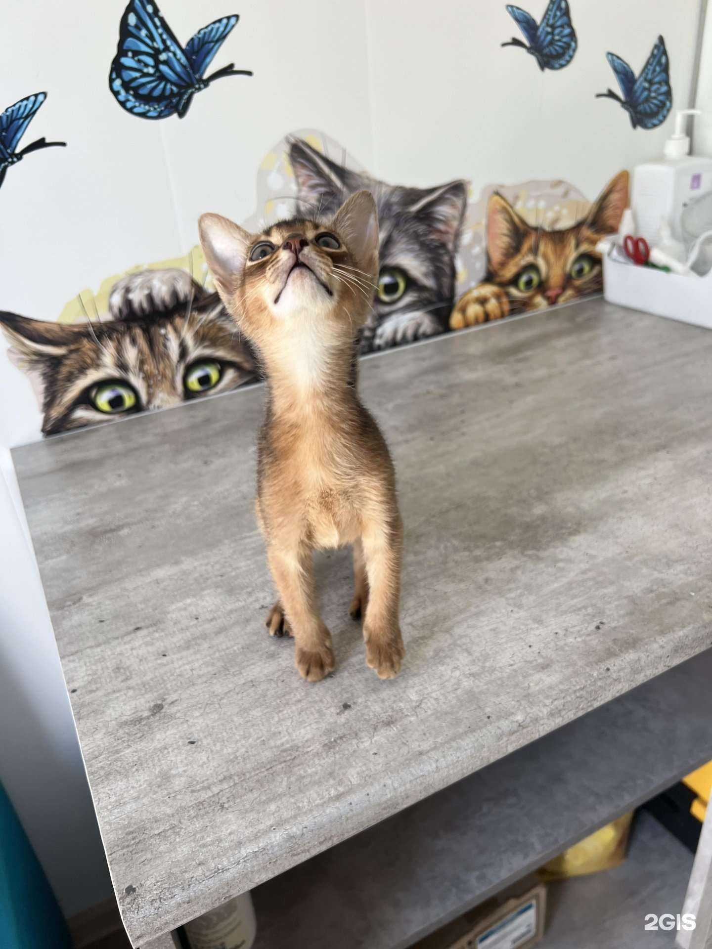 Отзывы на компанию Ветеринарный кабинет в Абинске c фото