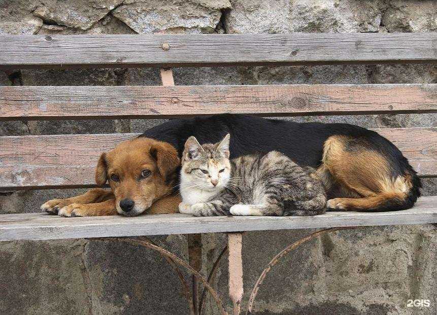 Отзывы на компанию Зоомикс в г. Старый Оскол c фото