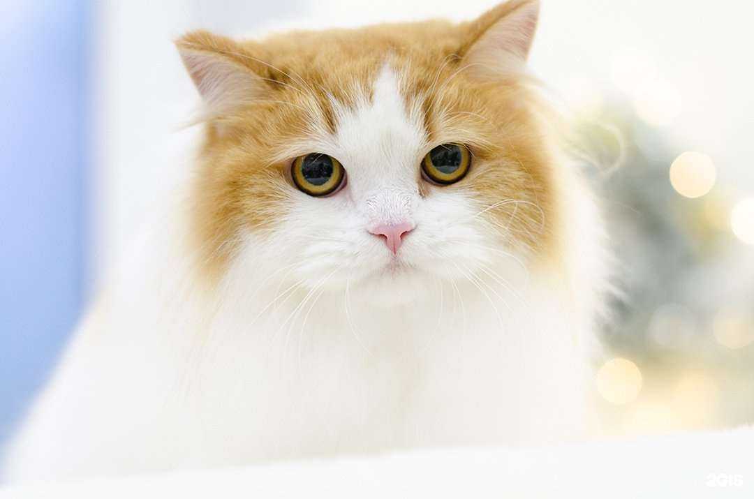 Отзывы на компанию Mon ami в г. Новосибирск c фото