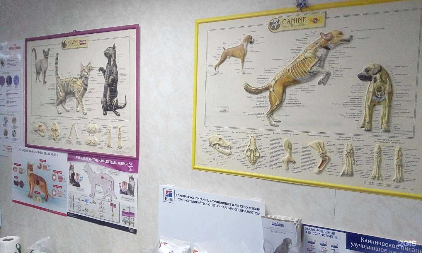 Отзывы на компанию Котопёс и К в г. Набережные Челны c фото