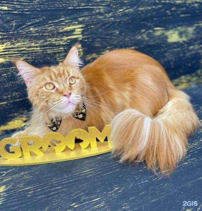 Отзывы на компанию Groom в Твери c фото