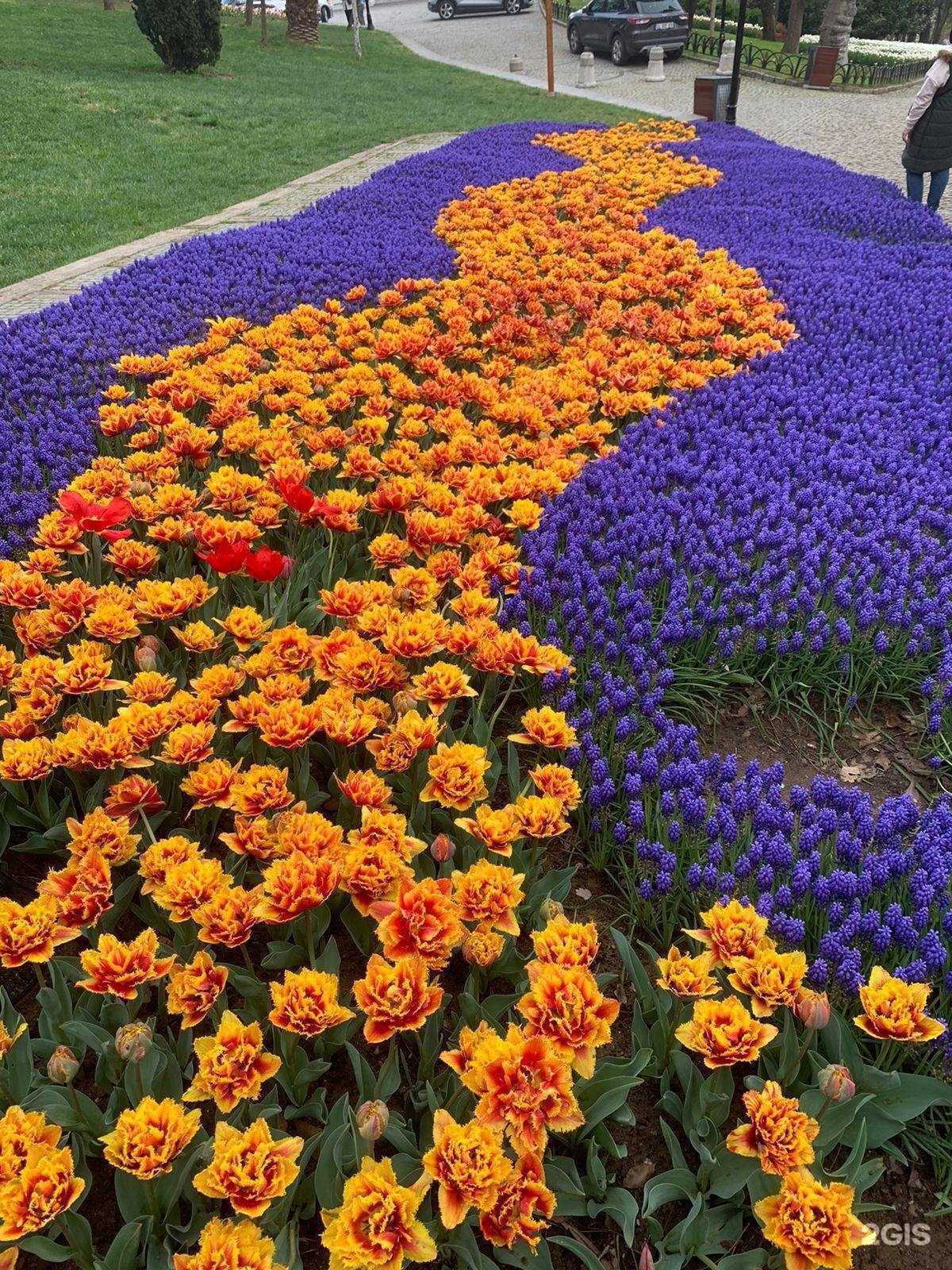 Отзывы на компанию Астра сад в Махачкале c фото