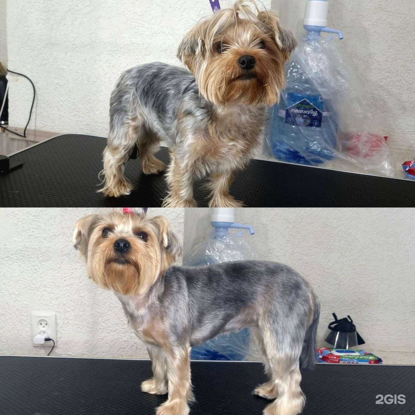 Отзывы на компанию Котопёсики в Самаре c фото