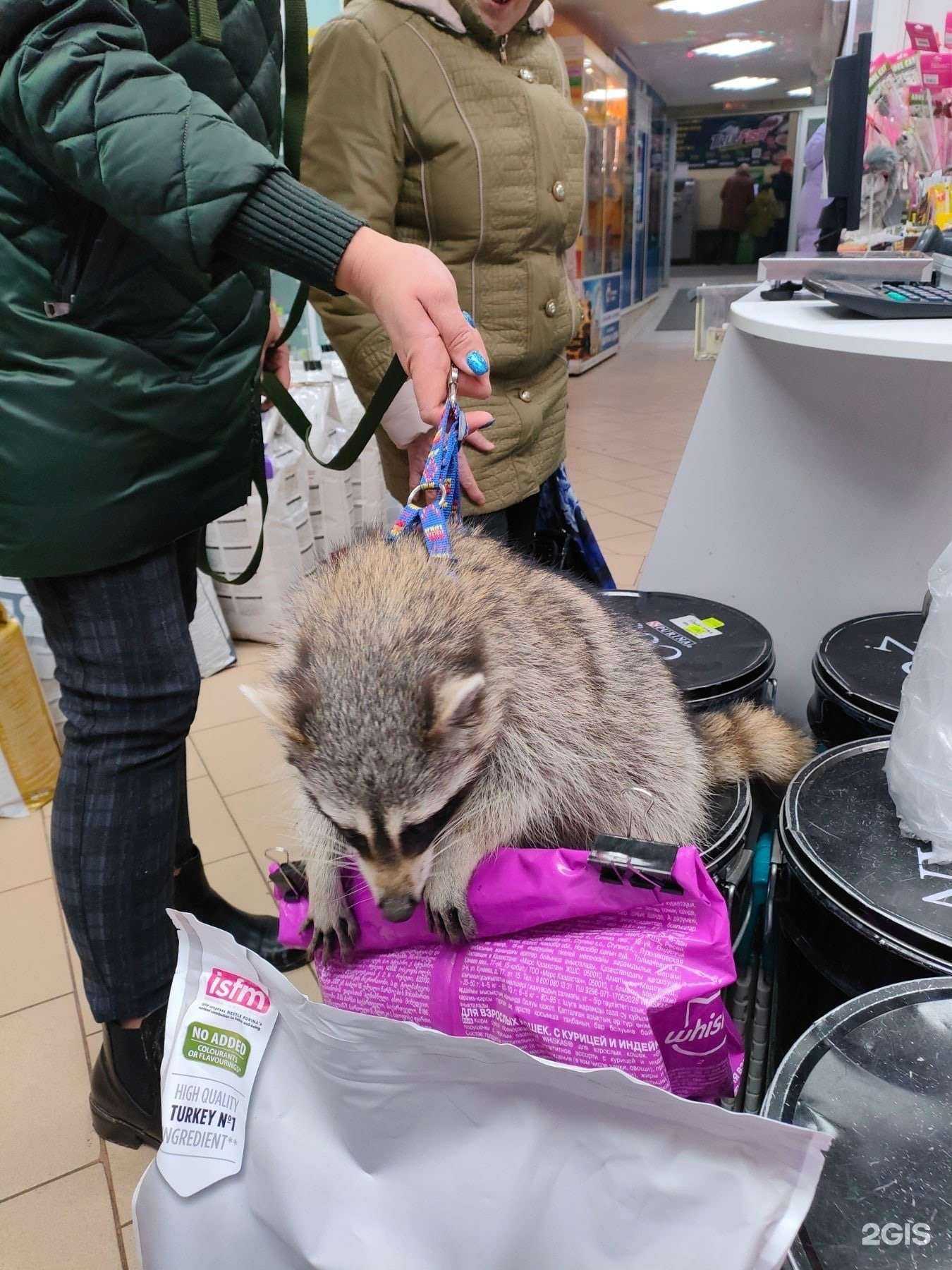 Отзывы на компанию Рыжий кот в Рязани c фото