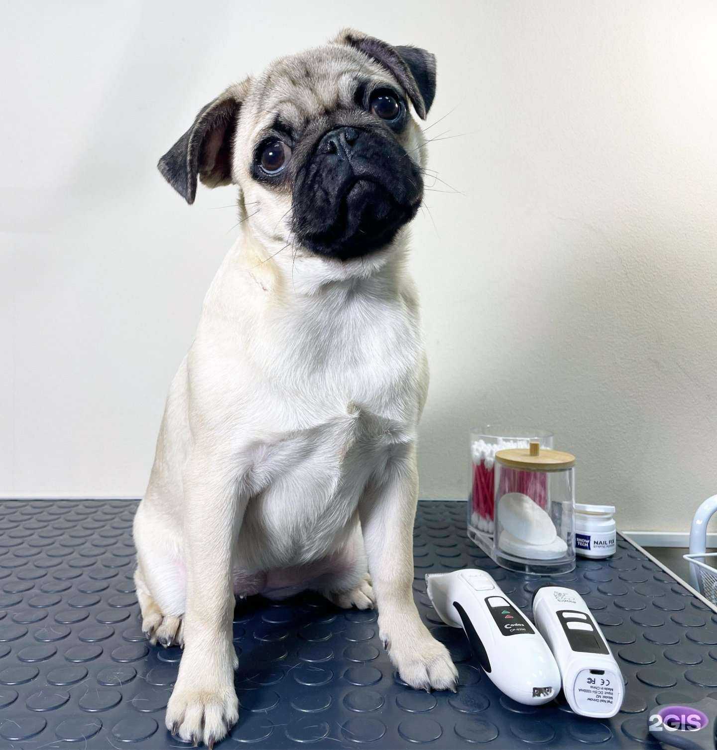 Отзывы на компанию Пушистый Бро в г. Нижний Новгород c фото