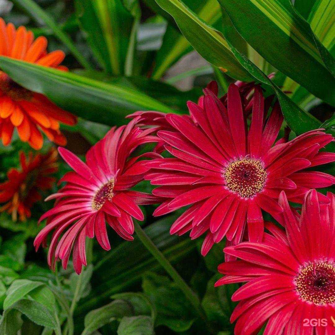 Отзывы на компанию OBI в г. Рязань c фото