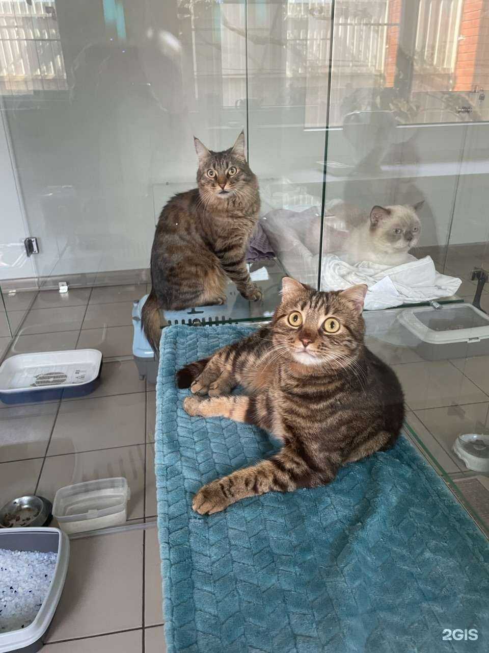 Отзывы на компанию ЛафЖираф в Краснодаре c фото