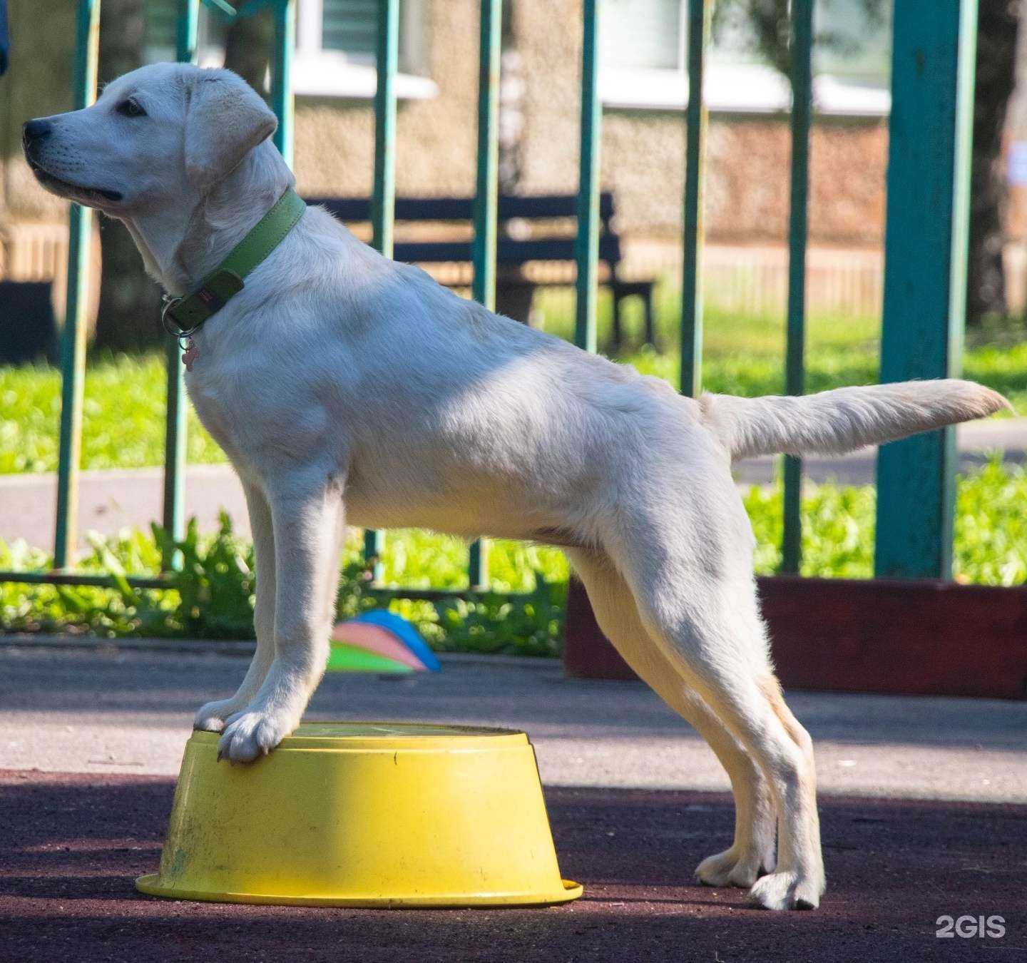 Отзывы на компанию Центр прогрессивной дрессировки собак в г. Иркутск c фото