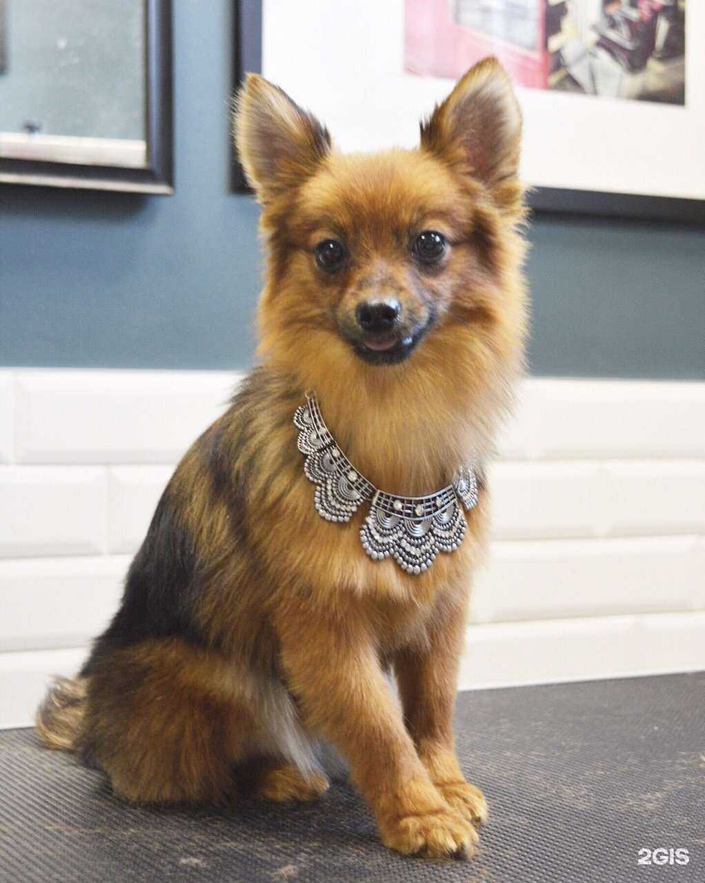 Отзывы на компанию Центр здоровья животных в г. Уфа c фото