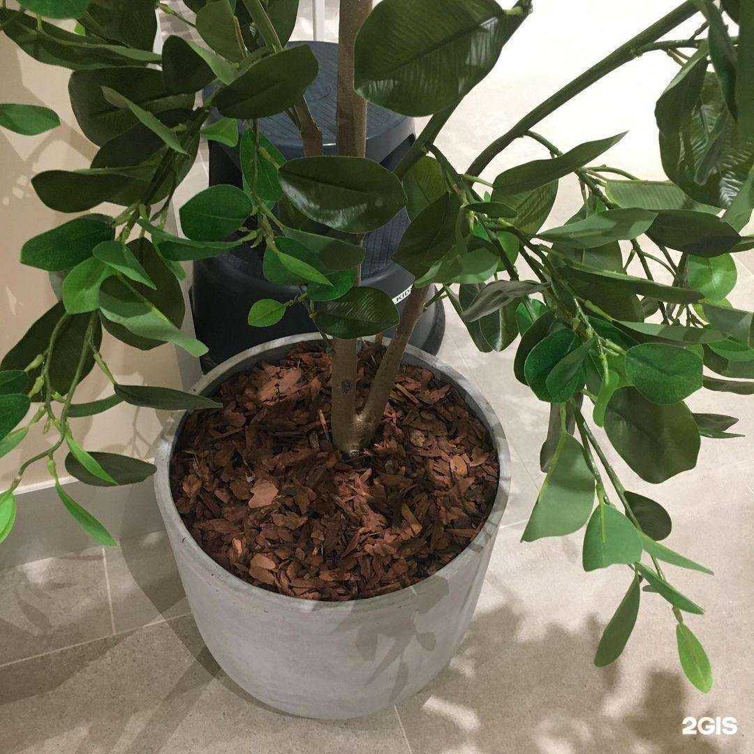 Отзывы на компанию Мульча в Великом Новгороде c фото