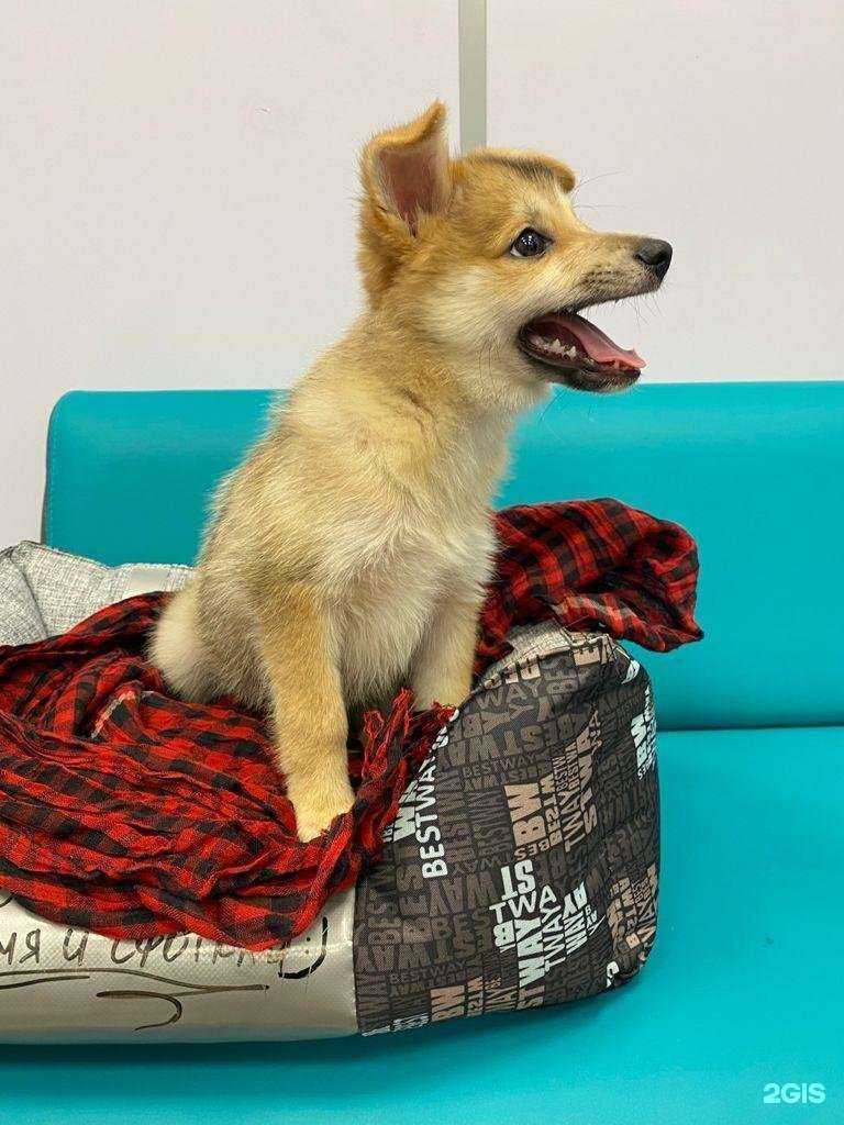 Отзывы на компанию VetFamily в г. Реутов c фото