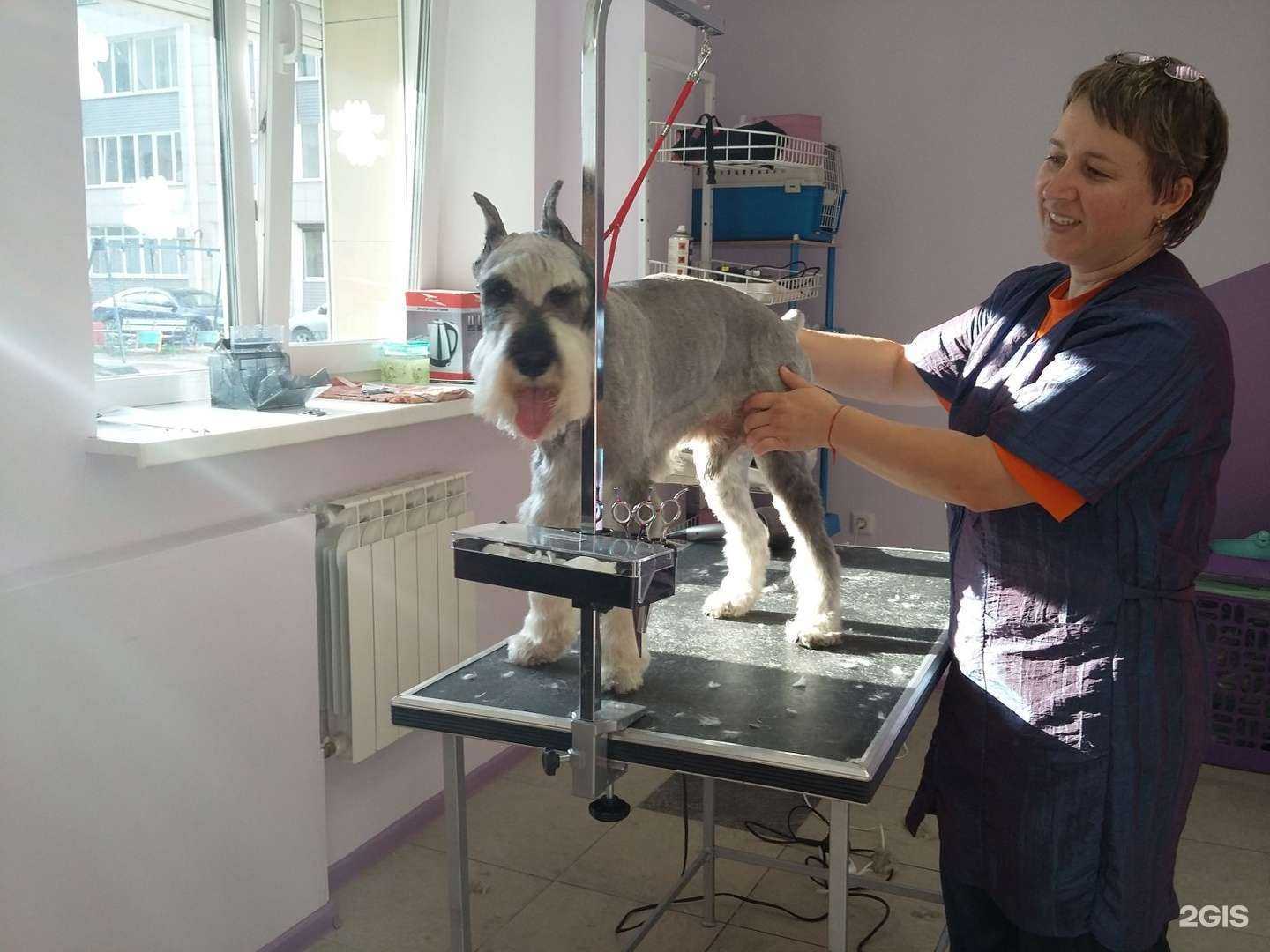 Отзывы на компанию Друг лохматый Лола в г. Иркутск c фото