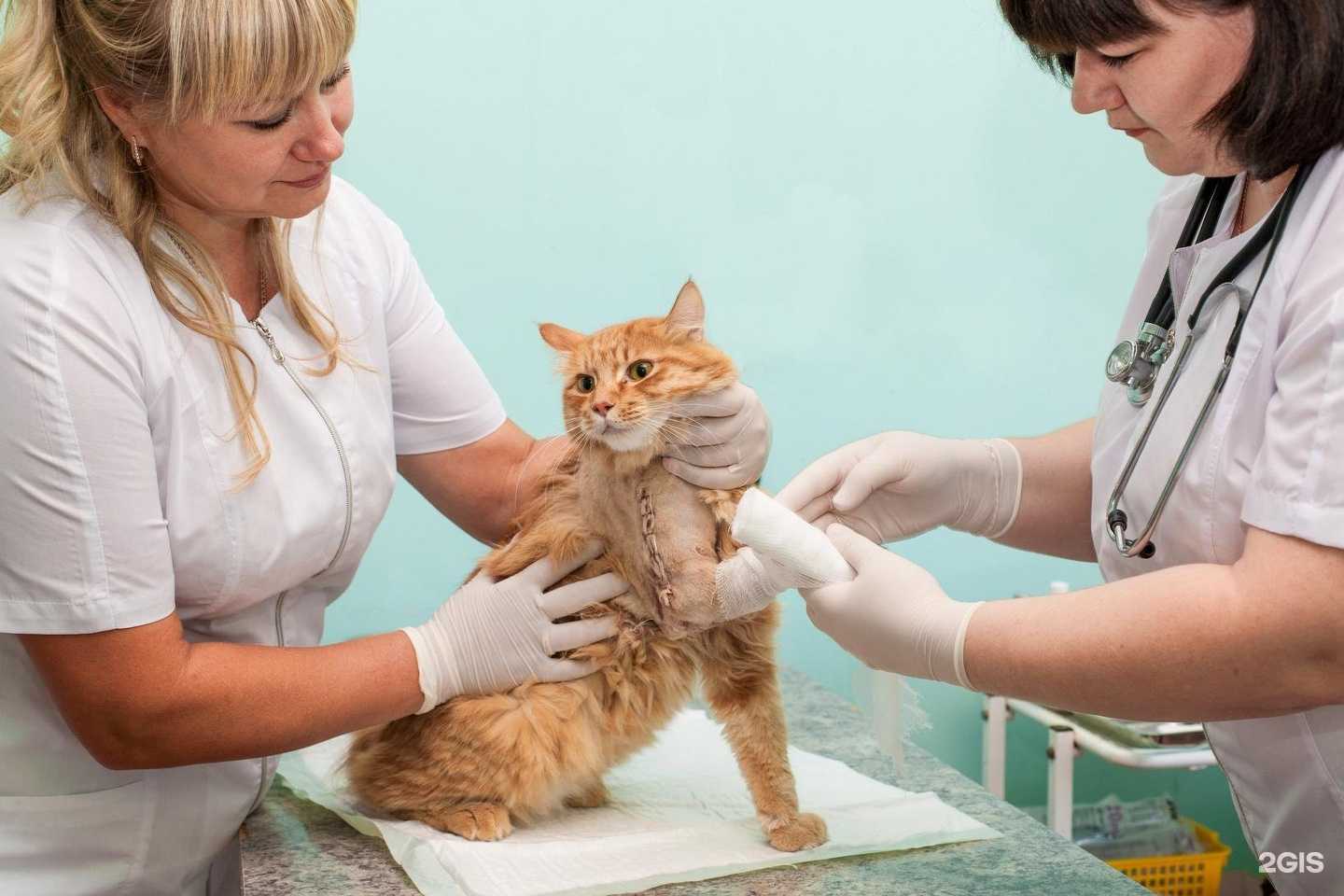 Отзывы на компанию ВетВолга в Волжском c фото