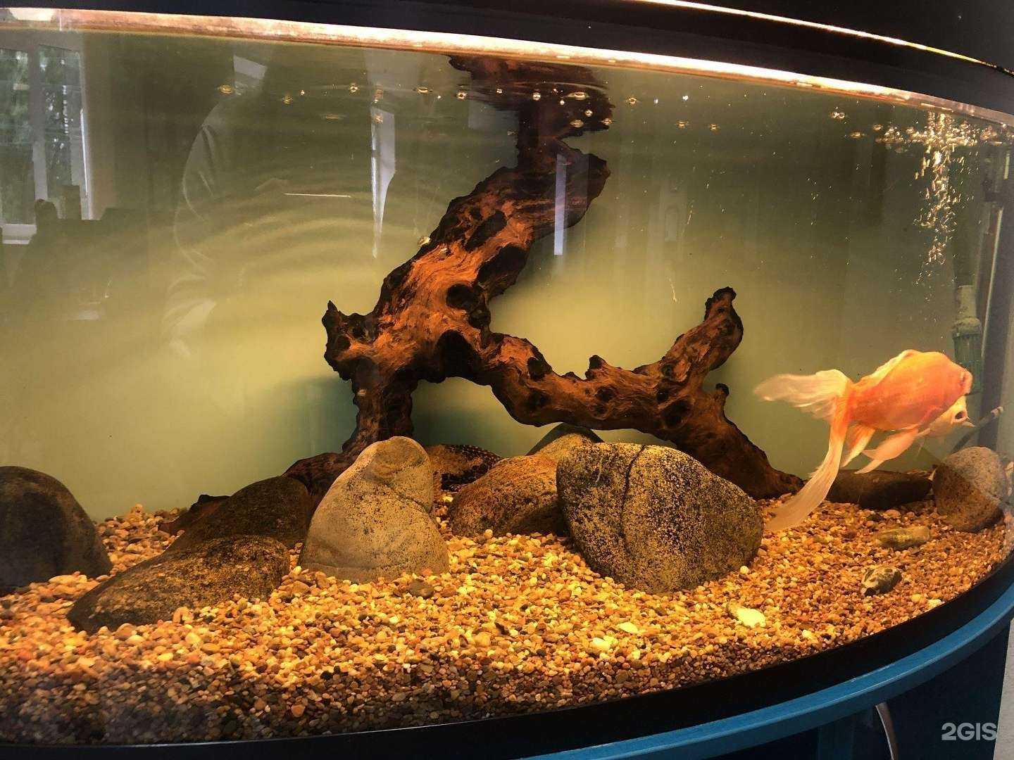 Отзывы на компанию Лотос в г. Хабаровск c фото