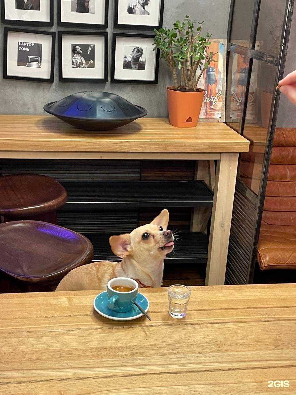 Отзывы на компанию Surf Coffee x Red  в Краснодаре c фото