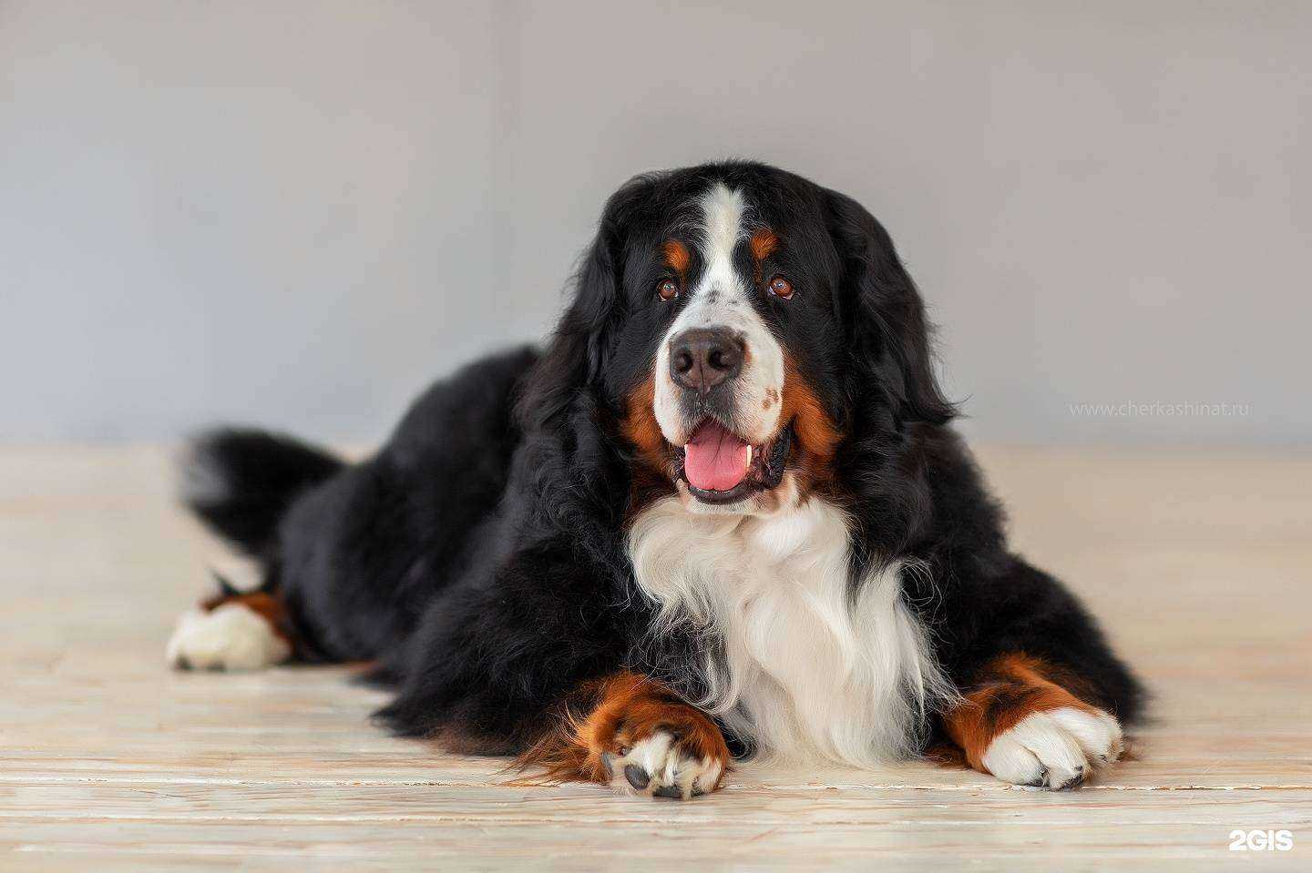 Отзывы на компанию Zooквартал в Ангарске c фото