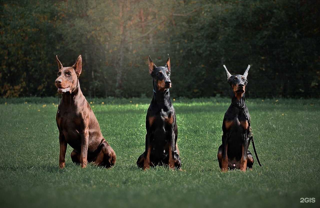 Отзывы на компанию Дог тренинг в Нижнем Тагиле c фото