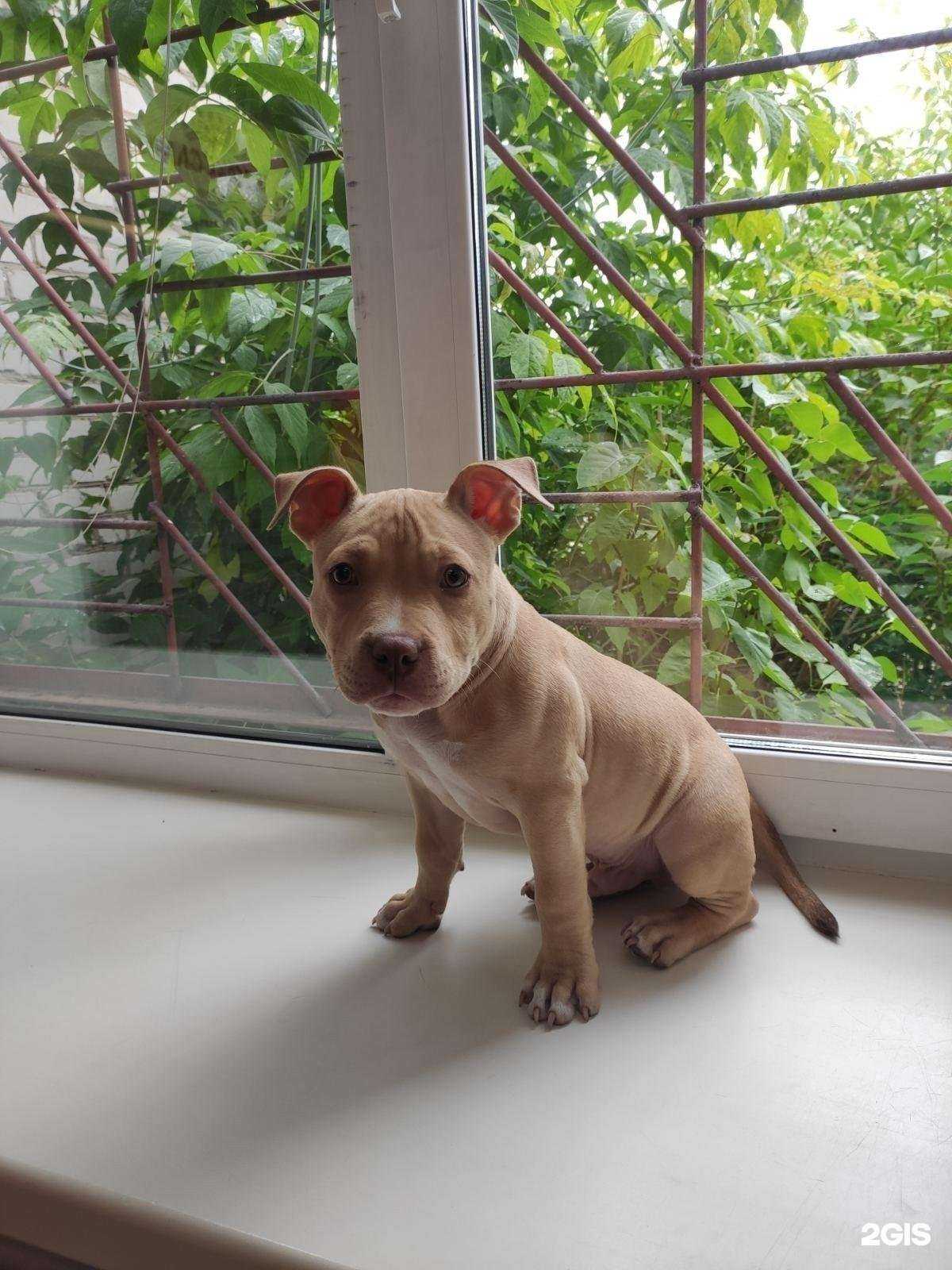 Отзывы на компанию Пермская станция по борьбе с болезнями животных в Перми c фото