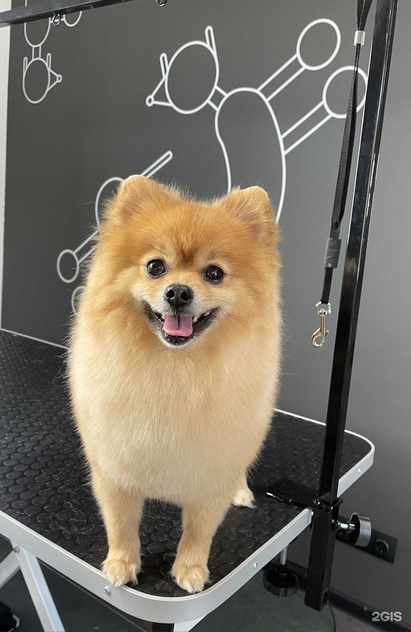 Отзывы на компанию Barberdog в Курске c фото