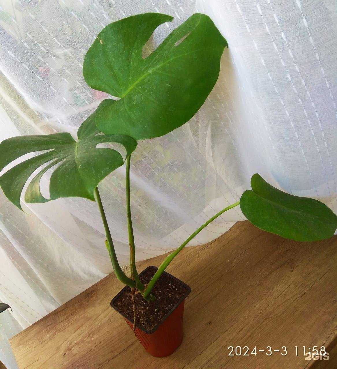 Отзывы на компанию Магазин комнатных растений в Ярославле c фото