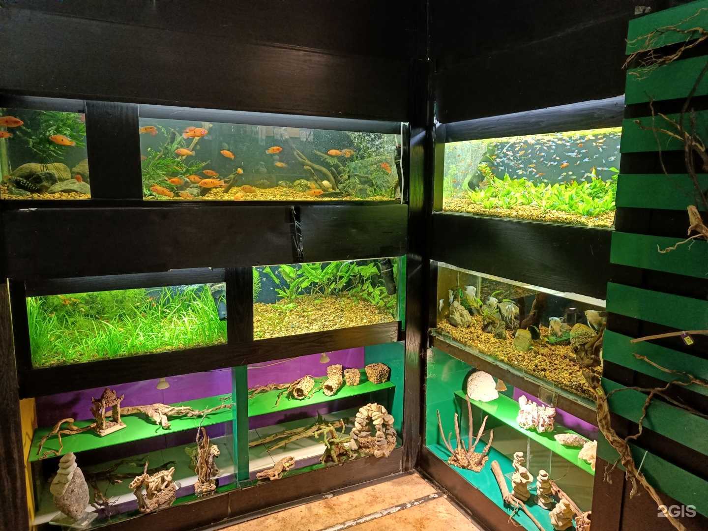 Отзывы на компанию Аквариум в г. Комсомольск-на-Амуре c фото