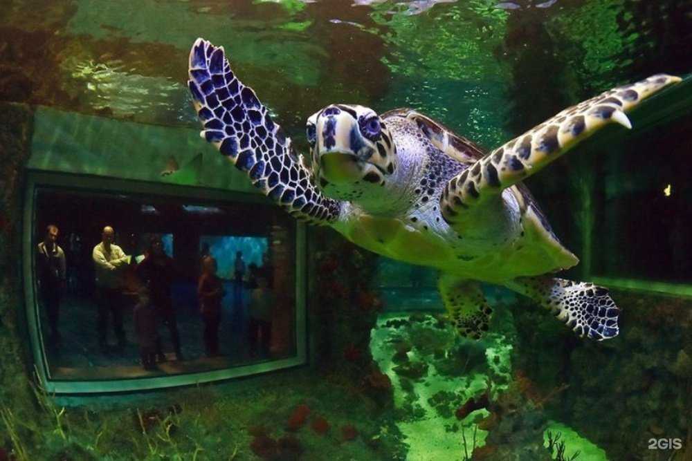 Отзывы на компанию RuDive в Красногорске c фото