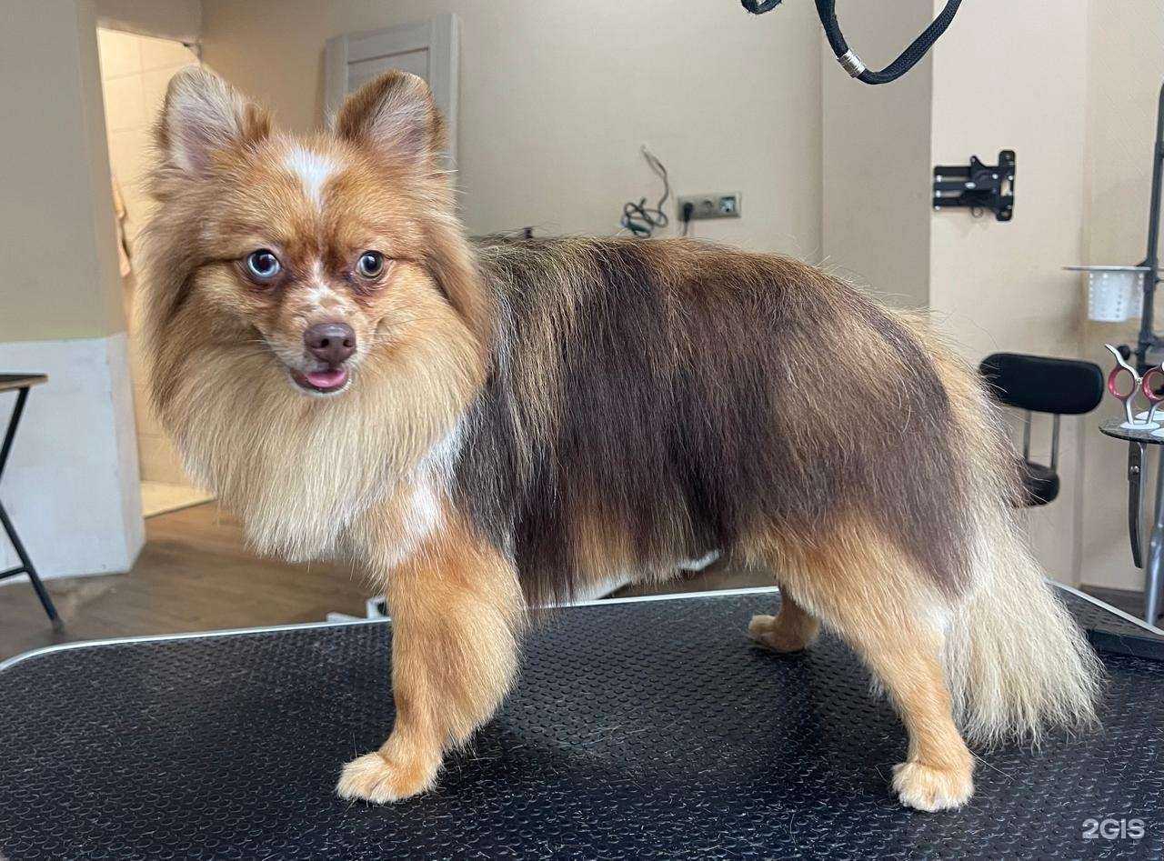 Отзывы на компанию Два Хвоста в Владивостоке c фото