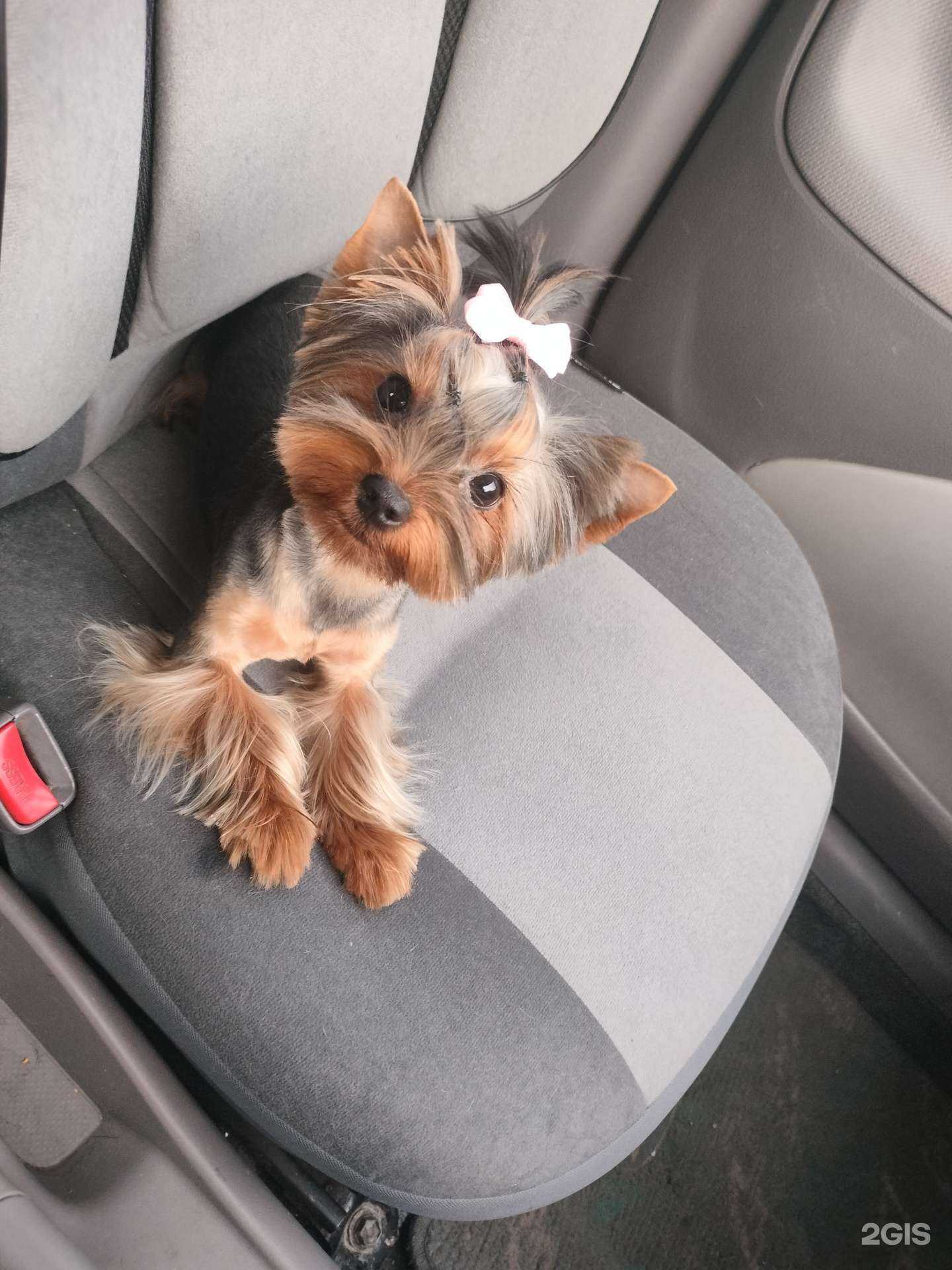 Отзывы на компанию Любовь и звери в г. Абакан c фото