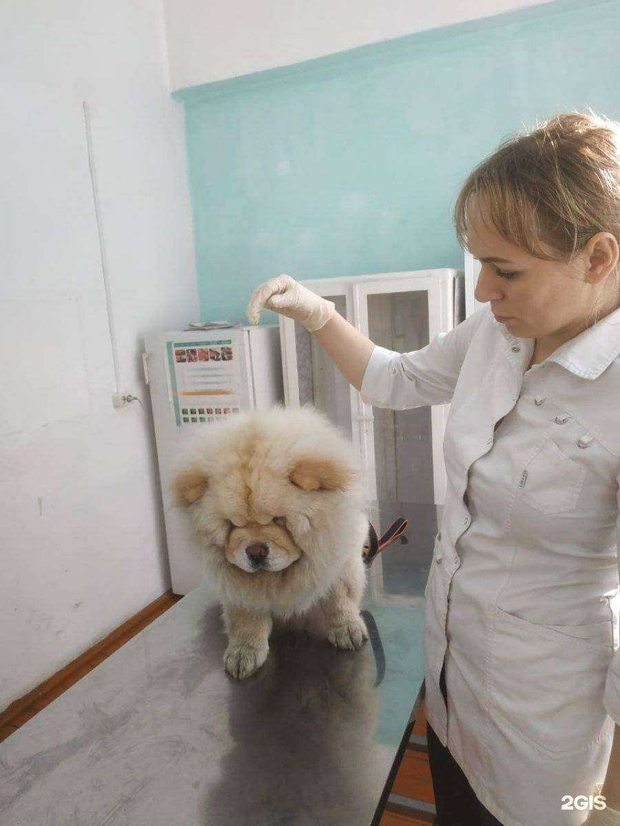 Отзывы на компанию Новокузнецкая городская станция по борьбе с болезнями животных в г. Новокузнецк c фото