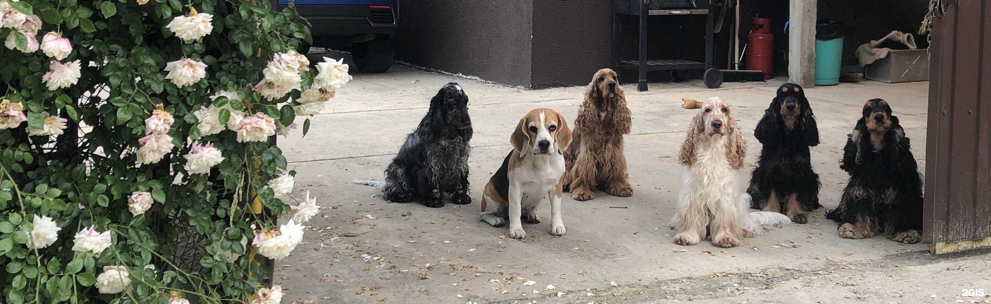 Отзывы на компанию Ветеринар в Сочи c фото