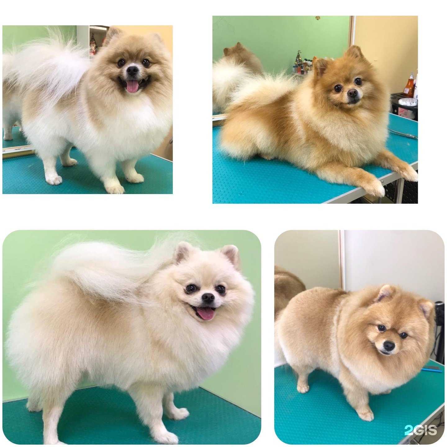 Отзывы на компанию Ласковый грумер в Кургане c фото