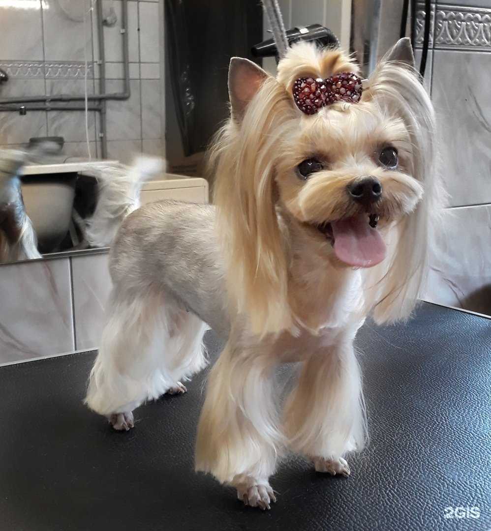 Отзывы на компанию ДогМарт в Калининграде c фото